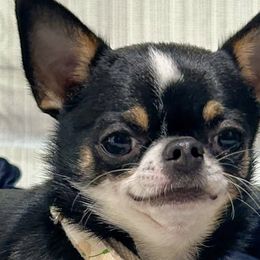 Chihuahuas from Jenny Rose Chihuahuas