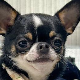 Chihuahuas from Jenny Rose Chihuahuas