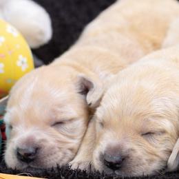 Girl 5 - Light golden female Golden Retriever puppy in Angier, North Carolina from Howard's Retrievers