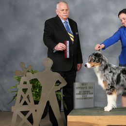 Australian Shepherds from Bridgewater Aussies