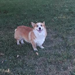 Pembroke Welsh Corgis from Melody Creek