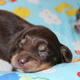 Zale - Chocolate and cream male Dachshund puppy in Staley, North Carolina from Langley Farms Dachshunds