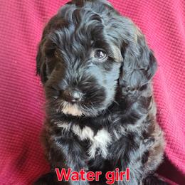 Water - Black and white female Portuguese Water Dog puppy in Narvon, Pennsylvania from Prized Family Porties