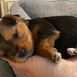 Yorkshire Terriers from Peak a boo Yorkies