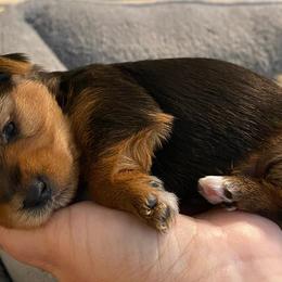 Yorkshire Terriers from Peak a boo Yorkies