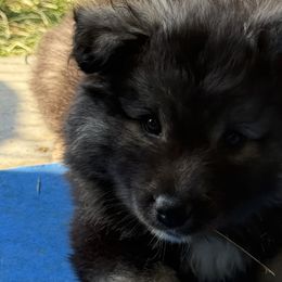 Finnish Lapphunds and German Pinschers from ThunderPaws