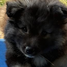 Finnish Lapphunds and German Pinschers from ThunderPaws