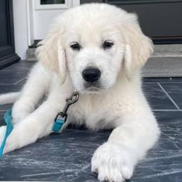 Golden Retrievers from CHRIS Ti English Style Golden’s