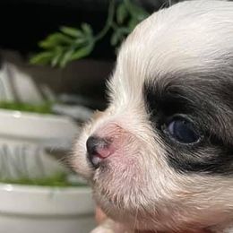 Shih Tzus from Boujee Tzus