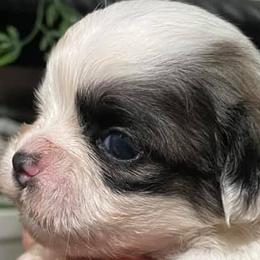 Shih Tzus from Boujee Tzus