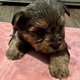 Boy 1 - Black and gold male Yorkshire Terrier puppy in Eddyville, Kentucky from Paw-Perfect Palace