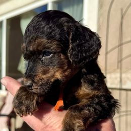 Owl - orange collar - Phantom male Poodle puppy in Peyton, Colorado from Fuzzybottoms Ranch LLC