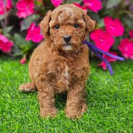 Dolly - Red  female Poodle puppy in Salem, Missouri from Meadowbrook Poodles