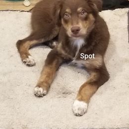 Australian Shepherd Puppies from Northridge Australian Shepherd Puppies
