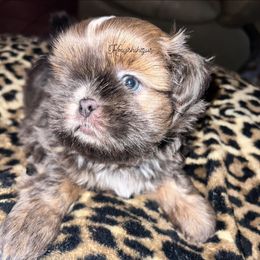Bluey - Blue male Shih Tzu puppy in Roma, Texas from KMVJ Shihtzus