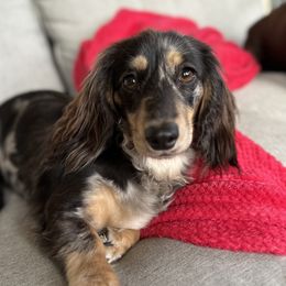 Blossom - Dachshund