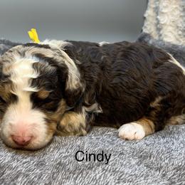 Cindy - Chocolate merle female Bernedoodle puppy in New Ringgold, Pennsylvania from Hawk Mountain Doodles
