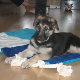 Shiloh Shepherd Puppies from Solace Shilohs