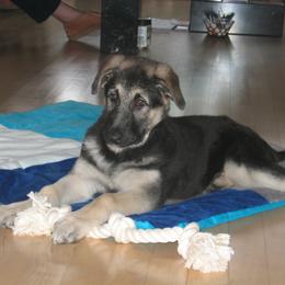 Shiloh Shepherd Puppies from Solace Shilohs