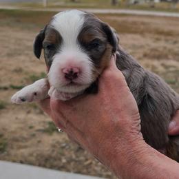 Schroeder-Red - Blue merle male Bernedoodle puppy in Dugway, Utah from Luv4Bernedoodles