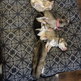 Siberian Husky Puppies from Alexandra's Siberian Huskies