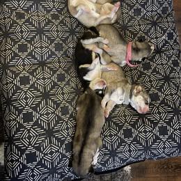 Siberian Husky Puppies from Alexandra's Siberian Huskies