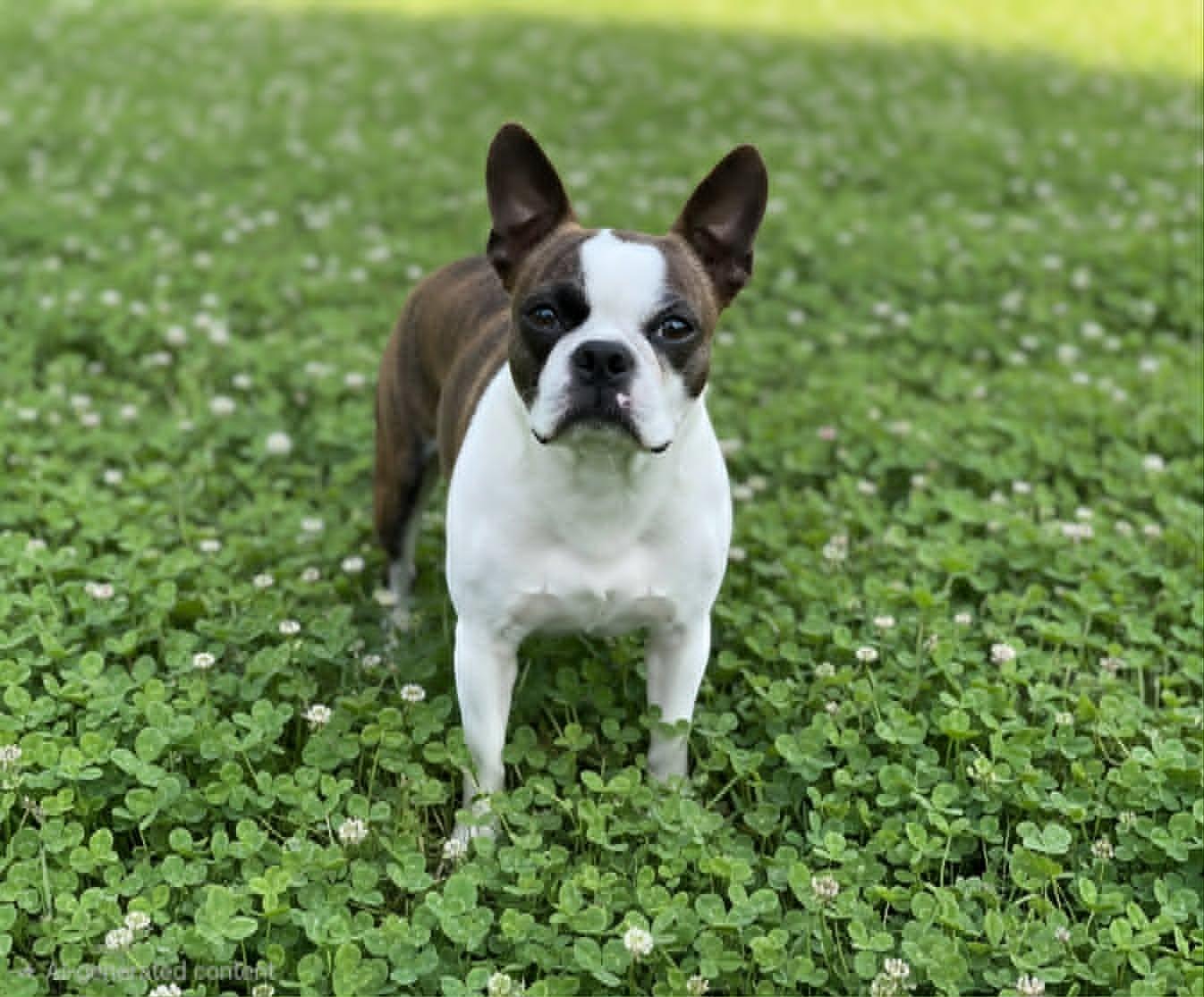 Stella