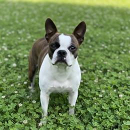 Stella - Boston Terrier