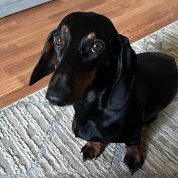 Delilah - Dachshund