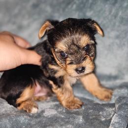 Teacup traditional boy 1 - Black and tan male Yorkshire Terrier puppy in Thornville, Ohio from My precious yorkies