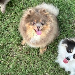 Gemma - Pomeranian