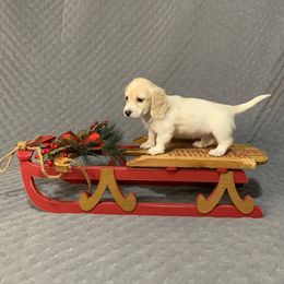 Boy 1 - Piebald male Dachshund puppy in Vinton, Iowa from Lerch Family Dachshunds