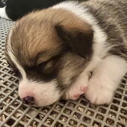 7 - Sable female Pembroke Welsh Corgi puppy in Sparta, New Jersey from CrestCottage Corgis