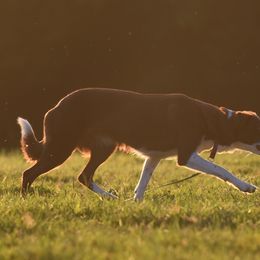 Solo - Border Collie