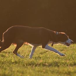 Solo - Border Collie