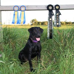 Piper - Labrador Retriever