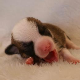 Smooch - Sable male Pembroke Welsh Corgi puppy in Arcanum, Ohio from Weissway Corgis