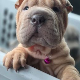 Ripley - Isabella dilute female Chinese Shar-Pei puppy in Salem, Ohio from WrinkleMonsters