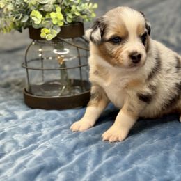 Dill - Blue merle male Australian Shepherd puppy in Beaverdam, Virginia from Cimmarun Farm Aussies