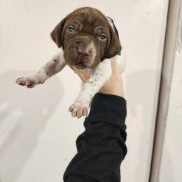 Purple Girl - Liver and white female German Shorthaired Pointer puppy in Nampa, Idaho from Heart Mountain Cavaliers & Floating Feathers Kennel