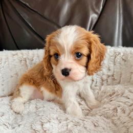 Peanut Brittle - Blenheim female Cavalier King Charles Spaniel puppy in De Soto, Missouri from Blooming Cavaliers