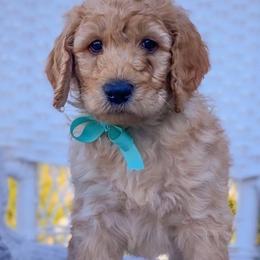 Labradoodles from Bodhs and the Beas Labradoodles