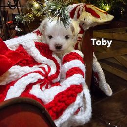 Buford - White male Maltese puppy in Terrell, Texas from PBJ Farms