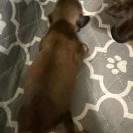 Boy 2 - Sable male Dachshund puppy in Easley, South Carolina from Castle Hill Doxies, LLC