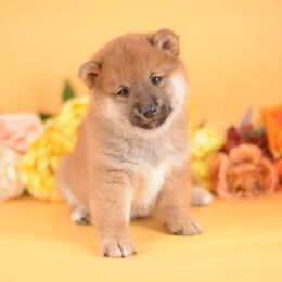Arnold -FULL AKC REGISTRATION- - Red male Shiba Inu puppy in Neosho, Missouri from Kenny Cave K9s