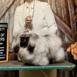 Eve - Pekingese