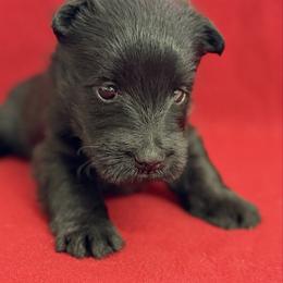Black Male 5 - Black male Scottish Terrier puppy in Scurry, Texas from Starlight Scotties of Texas
