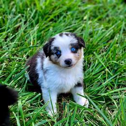 Pride - Blue merle female Australian Shepherd puppy in Silex, Missouri from Small Town Australian Shepherds