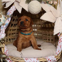 Vixen-Blue girl - Yellow female Labrador Retriever puppy in Twin Falls, Idaho from Whispering White Pines Labradors
