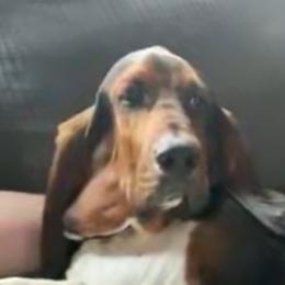 Basset Hounds and Dachshunds from Rolling and Howling Basset Hounds and Dachshunds